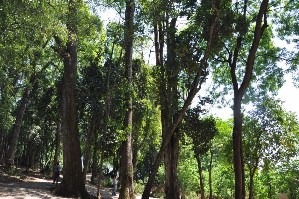 4國家級保護植物——沙榔.jpg