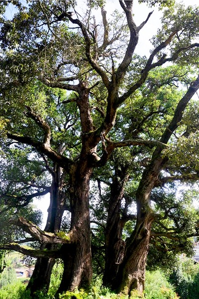 北登村古樹群.jpg