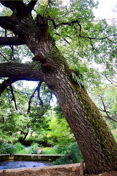 桑嶺村南古樹群.jpg