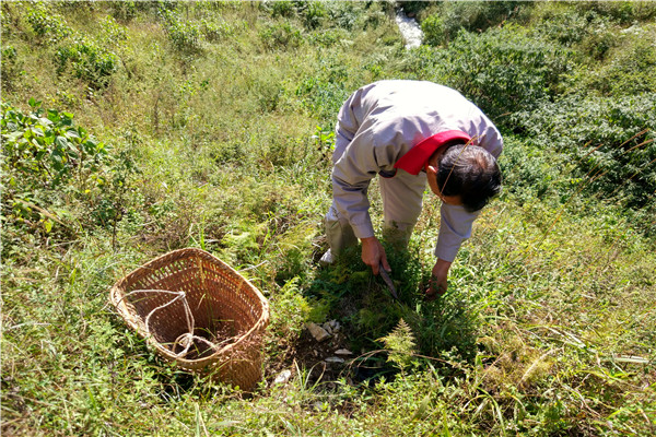 1.采集藥草.jpg