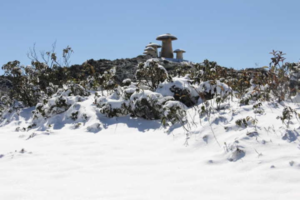 欲賞漫山杜鵑紅  待到雪化春來時_副本.jpg