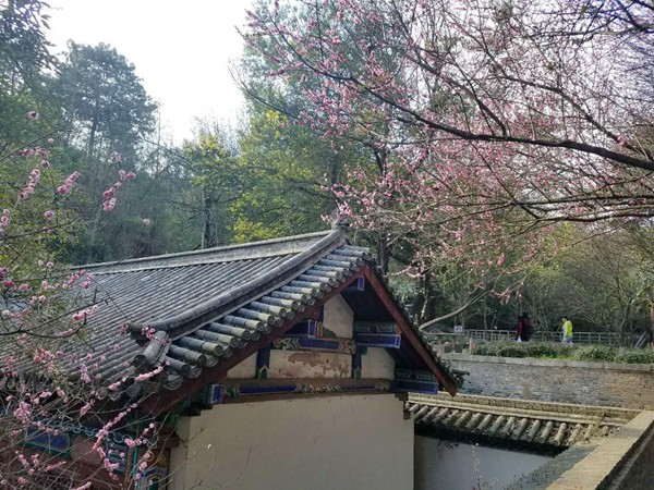 7.人間二月芳菲來， 山寺櫻花始盛開。_副本.jpg