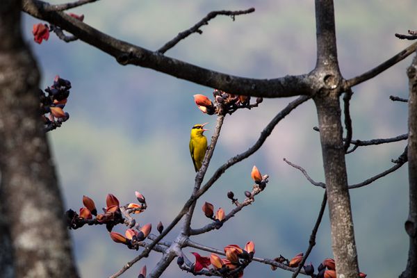 花間鳥語互成趣_副本.jpg