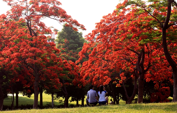 鳳凰花開--王應生攝 鳳凰花開紅勝火，千朵萬朵壓枝低_副本.jpg