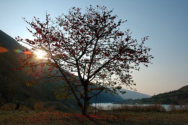 圖3：火紅木棉醉夕陽(yáng).jpg