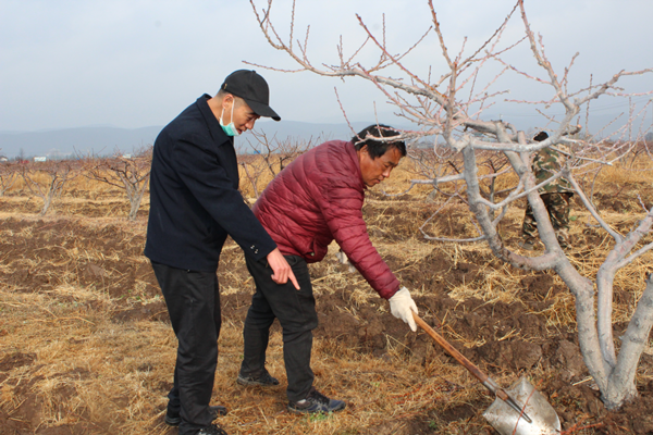 楊繼剛（左一）現場指導開挖雪桃施肥溝.png