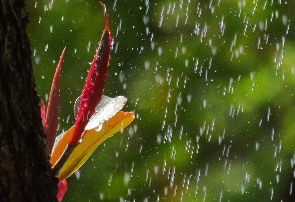 建水  圖1：人間盡似逢花雨，莫愛芳菲濕綺羅。（尹崎   攝）.jpg