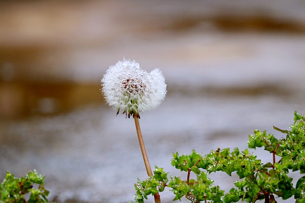 宜良  昨夜一霎雨，天意蘇群物（尺寸：600X400）.jpg